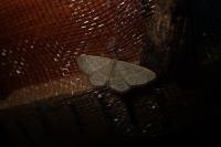 Idaea subsericeata
