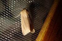 Mythimna pallens