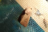 Mythimna albipuncta