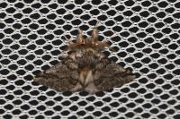 Thaumetopoea processionea