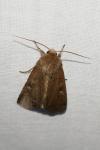 Xestia xanthographa