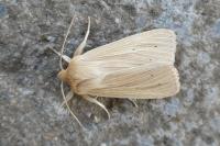Mythimna pallens