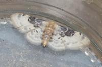 Idaea filicata
