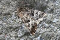 Hadena bicruris