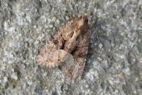 Mesapamea secalella/secalis