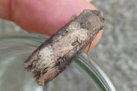 Agrotis ipsilon