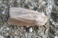 Mythimna riparia