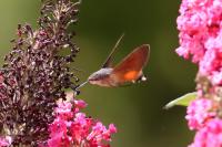 Macroglossum stellatarum