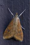 Udea ferrugalis