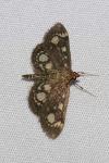 Anania coronata