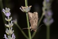 Agrotis bigramma