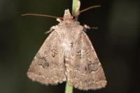 Agrotis bigramma
