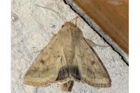 Helicoverpa armigera