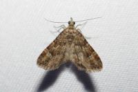 Gymnoscelis rufifasciata