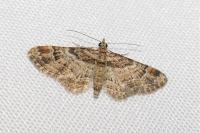Gymnoscelis rufifasciata
