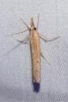 Pediasia contaminella