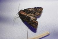Dypterygia scabriuscula