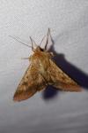 Helicoverpa armigera