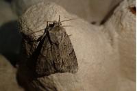 Acronicta psi/tridens