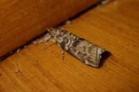 Dioryctria simplicella