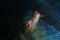 Harpyia milhauseri