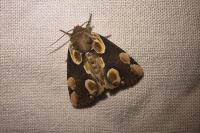 Thyatira batis