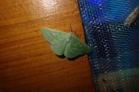 Thetidia smaragdaria