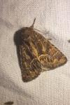 Thalpophila matura
