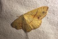 Cyclophora punctaria