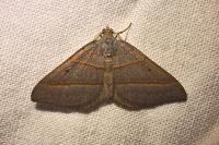 Scotopteryx luridata/mucronata