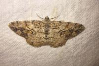 Peribatodes secundaria