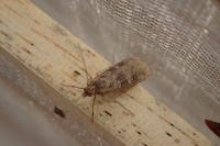 Nomophila noctuella