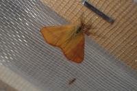 Lythria purpuraria