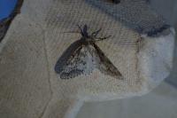 Tephronia sepiaria
