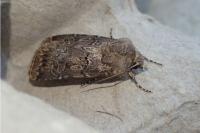 Agrotis bigramma