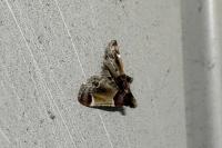 Pyralis farinalis
