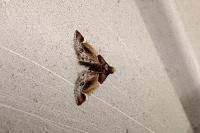 Pyralis farinalis