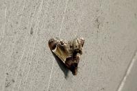Pyralis farinalis