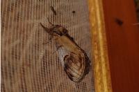 Notodonta ziczac