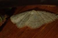 Stegania trimaculata