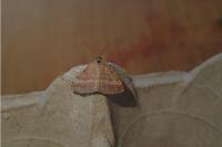 Scopula rubiginata