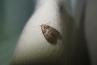 Nola cucullatella