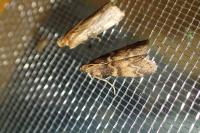 Euzophera pinguis