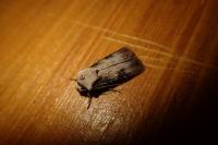Agrotis puta