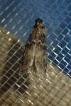 Euzophera pinguis