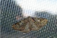 Cleorodes lichenaria