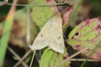 Helicoverpa armigera