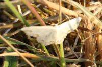 Scopula ornata