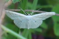 Scopula immutata