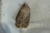 Agrotis bigramma
